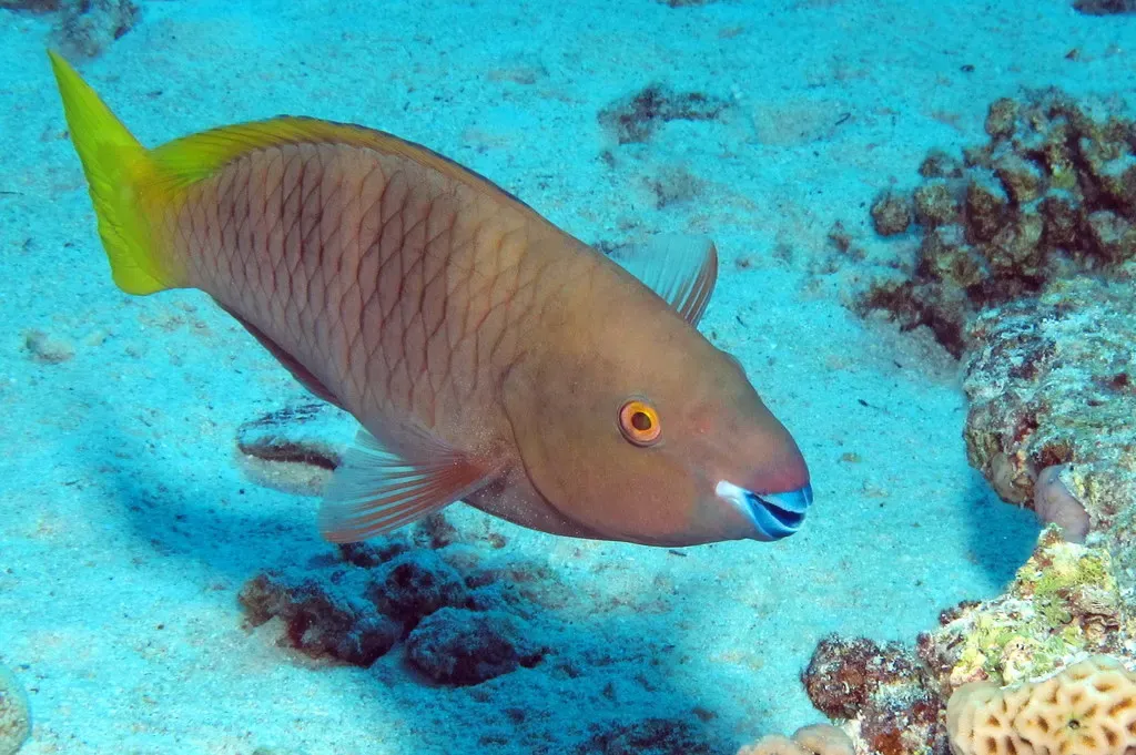 A rusty parrotfish swimming close to the sandy bottom at Gota Abu Ramada — Hurghada & El Gouna