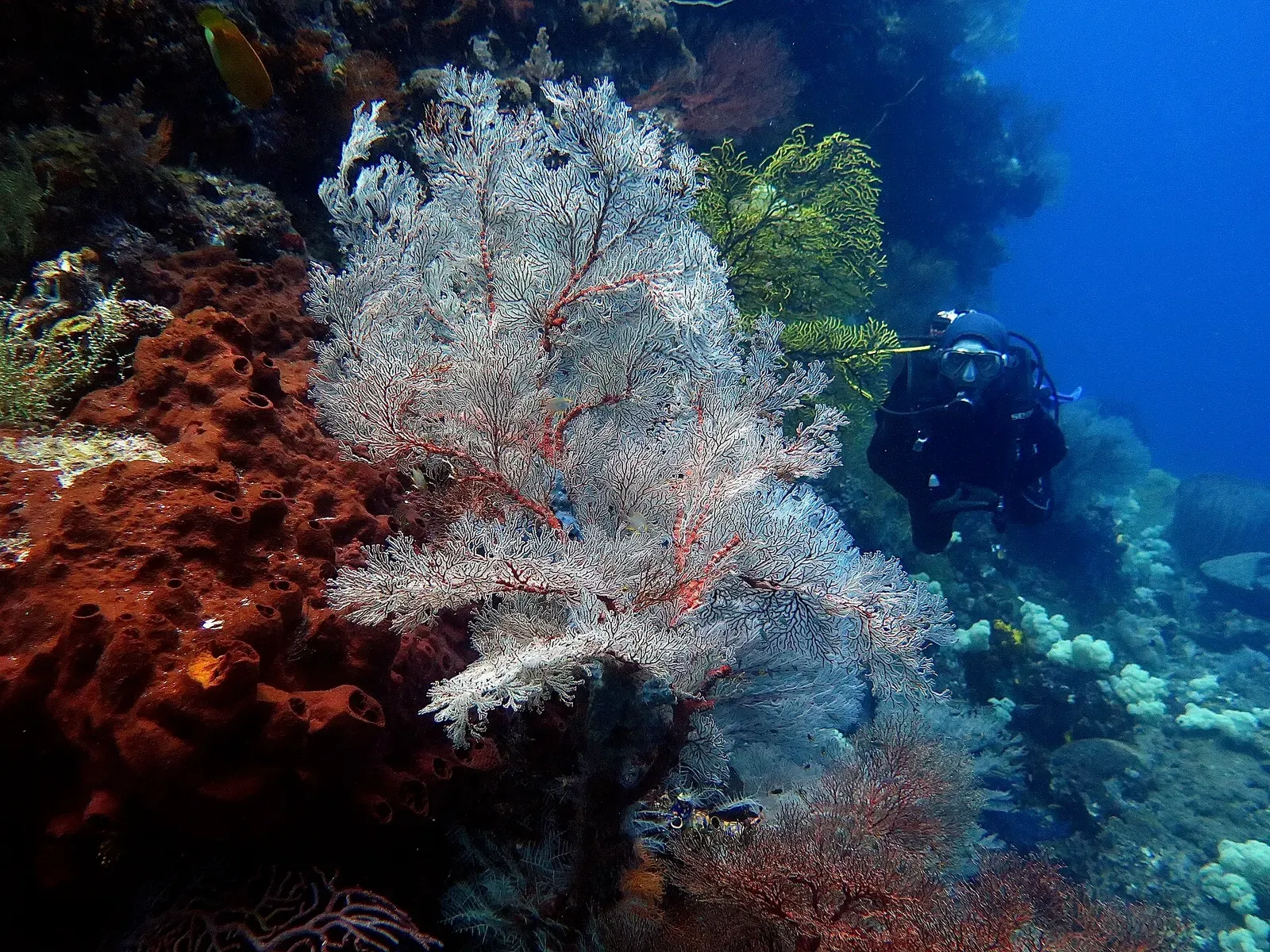 A large white and red gorgonian sea fan with a diver hovering in the background