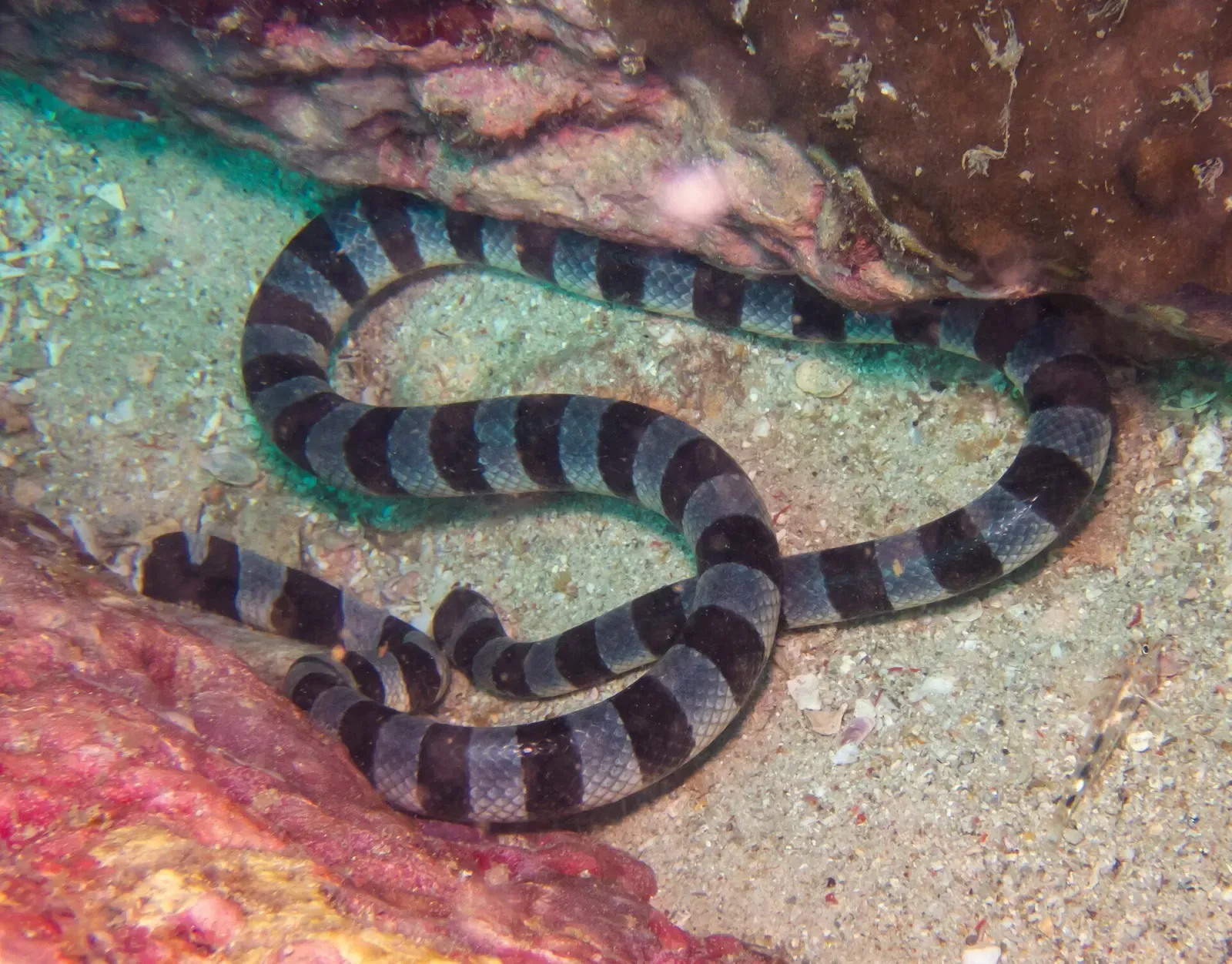 Black and grey banded yellow-lipped sea krait resting on sand between rocks — Koh Bida Nai, Koh Phi Phi