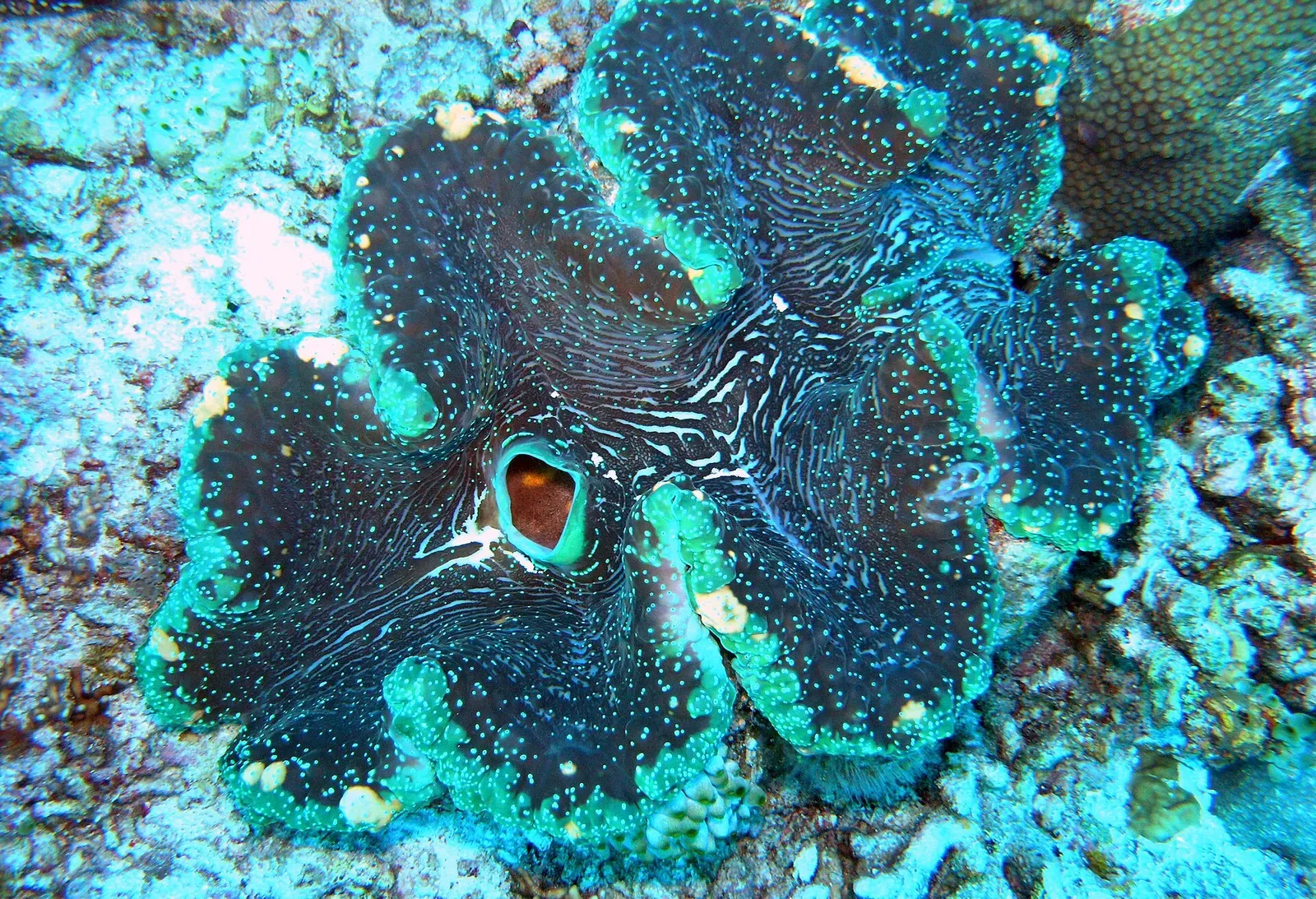 A giant clam's fluted mantle shows deep blue and teal patterning against the reef — Layang-Layang.
