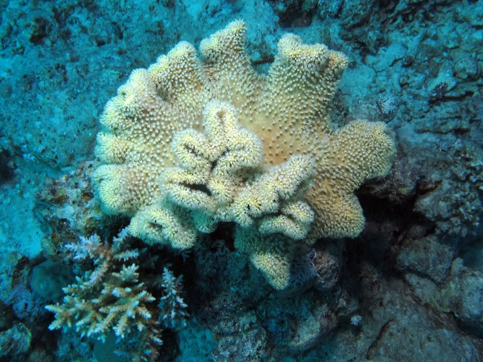 A pale, frilled leather coral on the reef with blue water around it — Fanous East, Hurghada & El Gouna