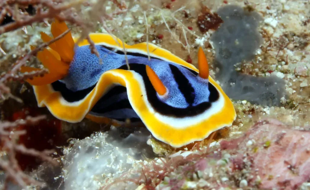 A blue, black and yellow Chromodoris nudibranch crossing the reef — Wakatobi