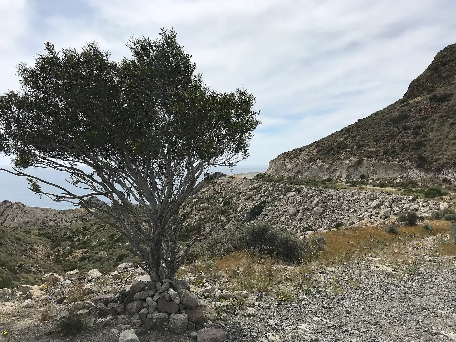 A lone tree on a dirt path overlooking the rocky coastline of Loma Pelada