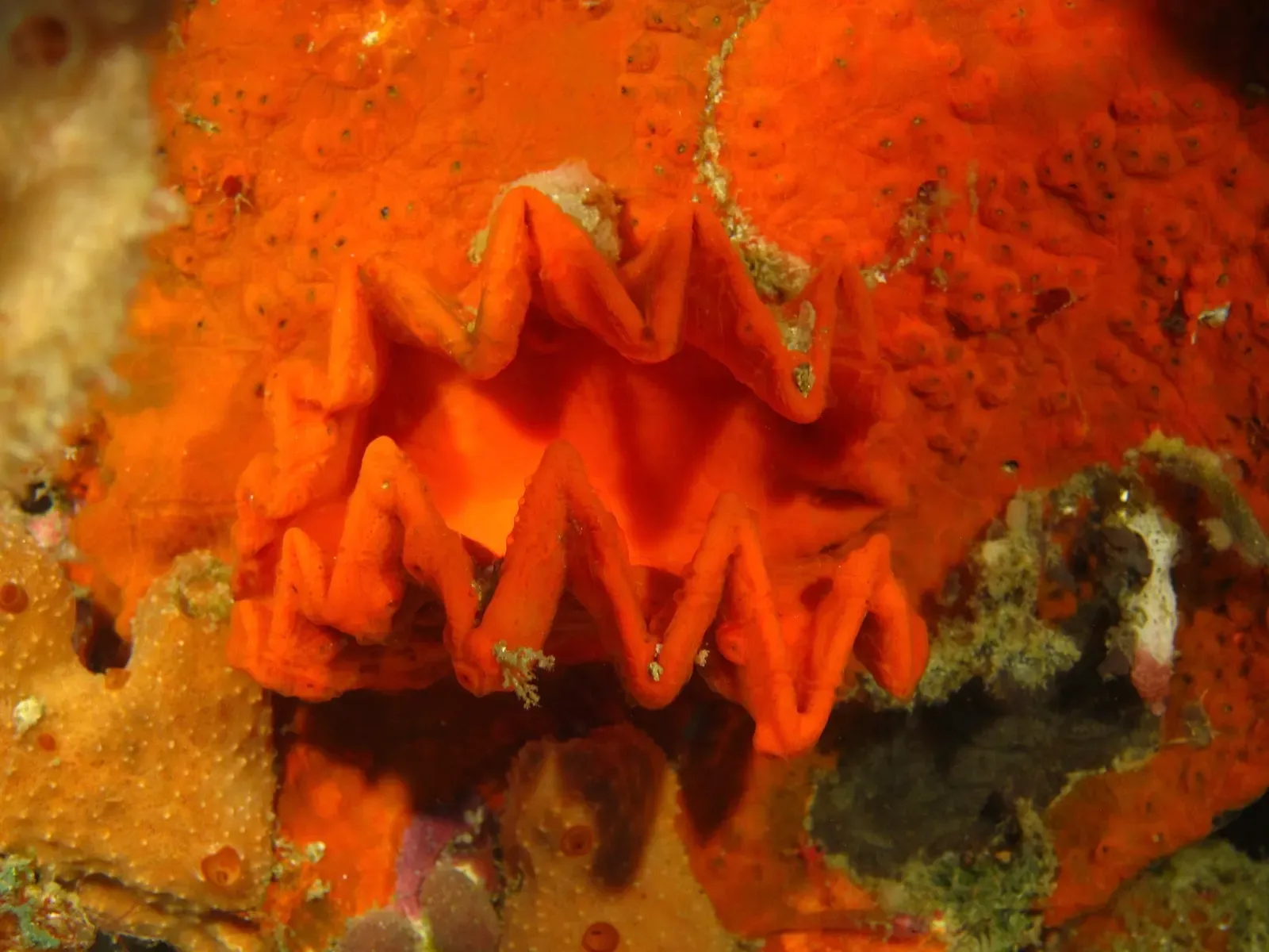 Close-up of a vivid orange cockscomb oyster with zigzag shell edges — Anda, Bohol