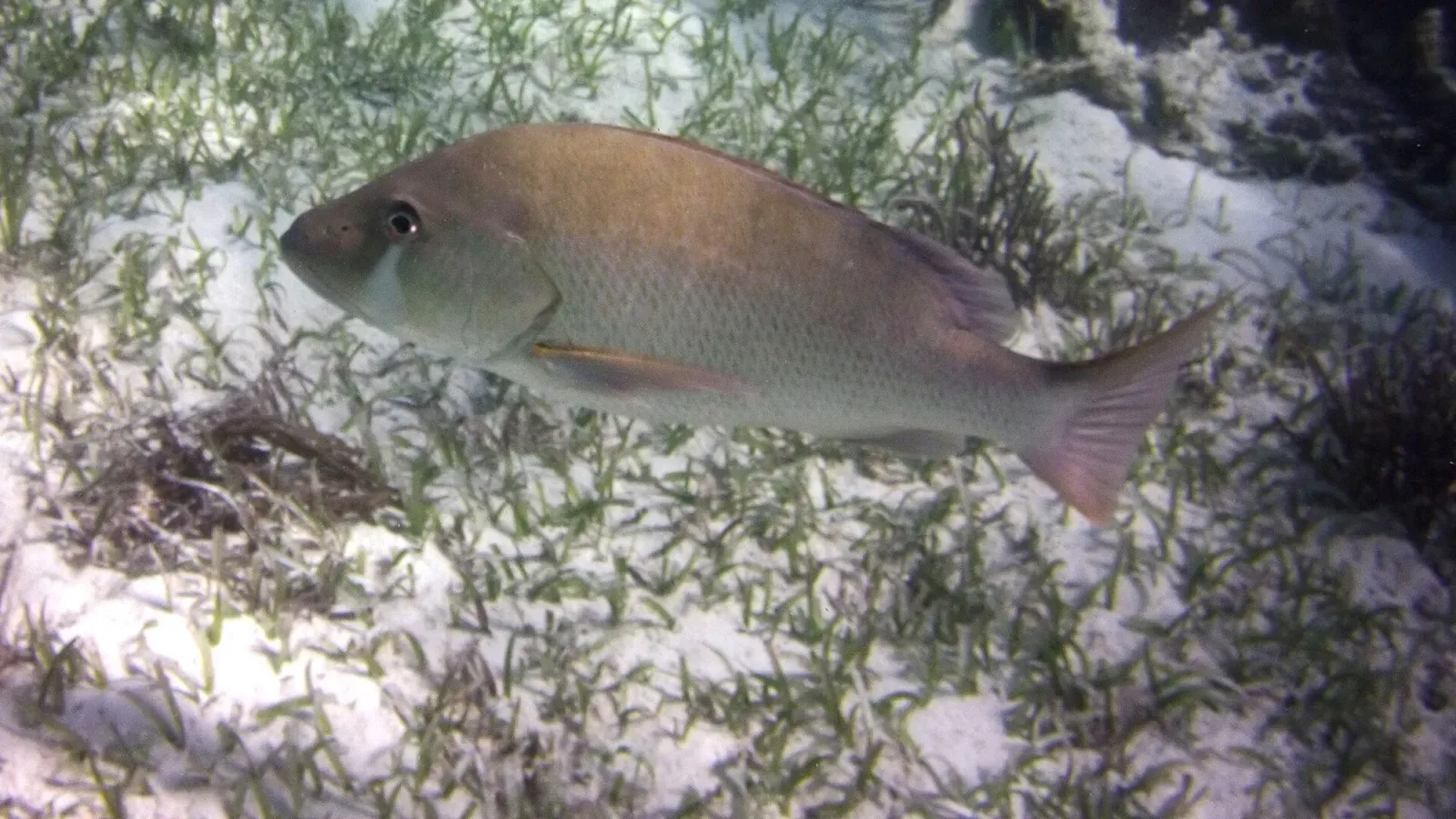 A dog snapper swimming close over seagrass near the camera