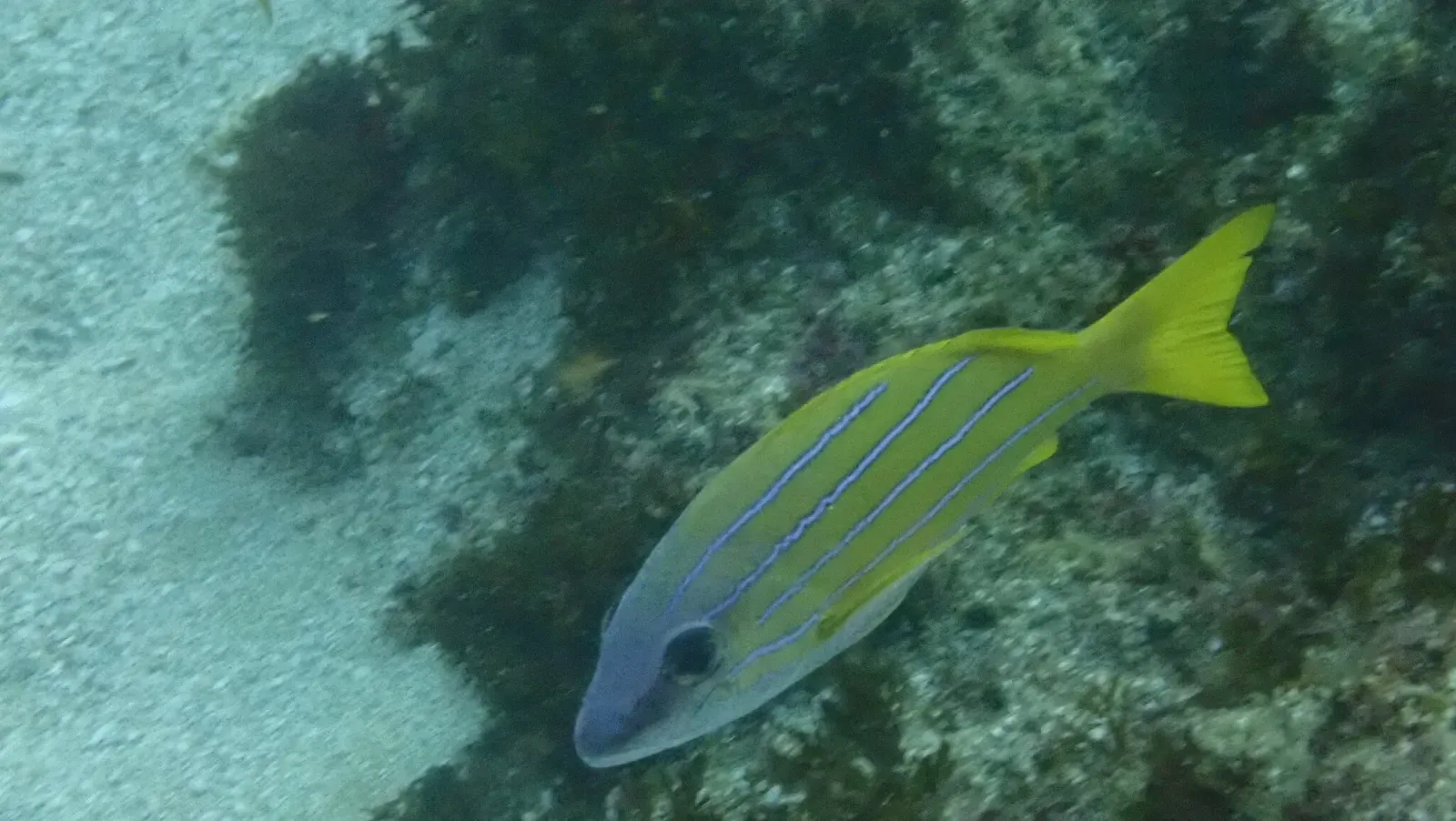 A yellow-and-blue-striped bluestriped snapper swims over a mossy reef — Aliwal Shoal.
