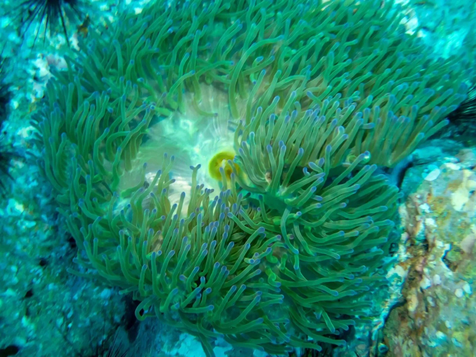Magnificent sea anemone covering the rock, tentacles fully open — Southwest Pinnacle, Koh Tao