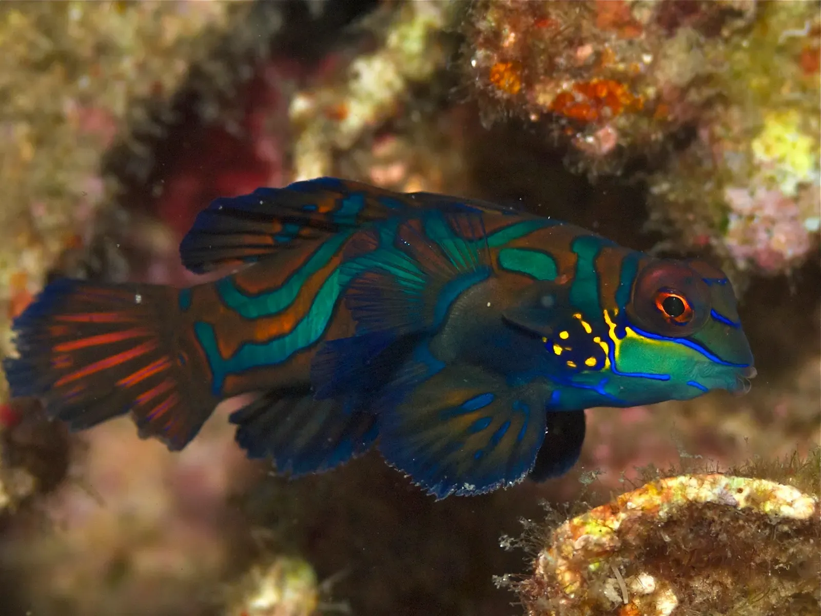 A mandarinfish swims side-on past encrusted rock, fins spread, its wavy orange and blue-green bands sharp against a dark background — Atmosphere, Dauin.