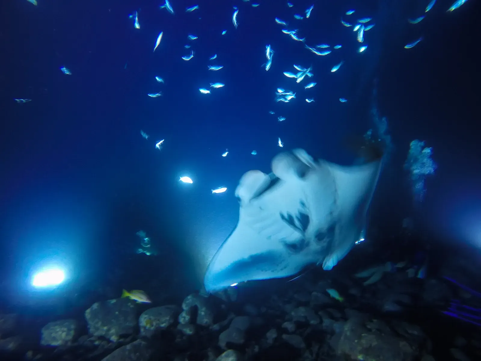 A manta ray feeds through a swirl of small fish drawn into a diver's light beam on the night dive — Garden Eel Cove, Kona.