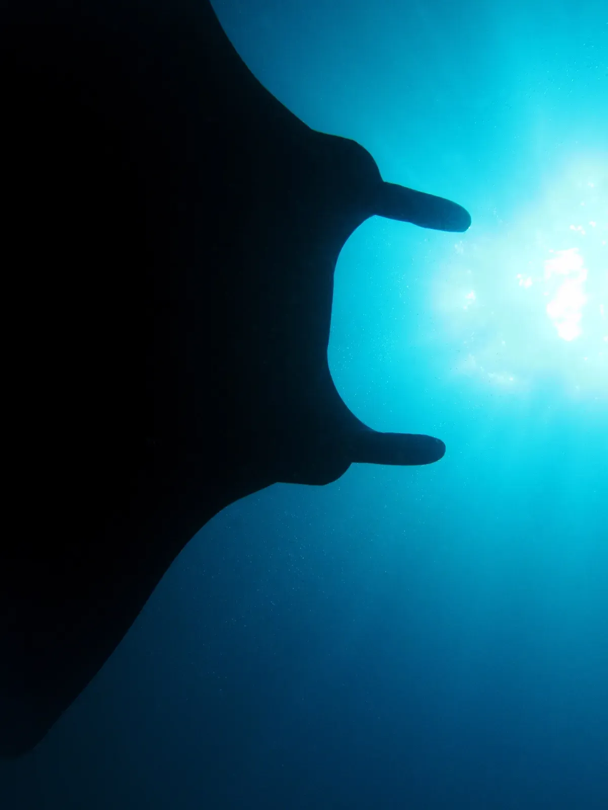 Manta ray silhouetted against the sunlit surface — Manta Alley, Komodo.