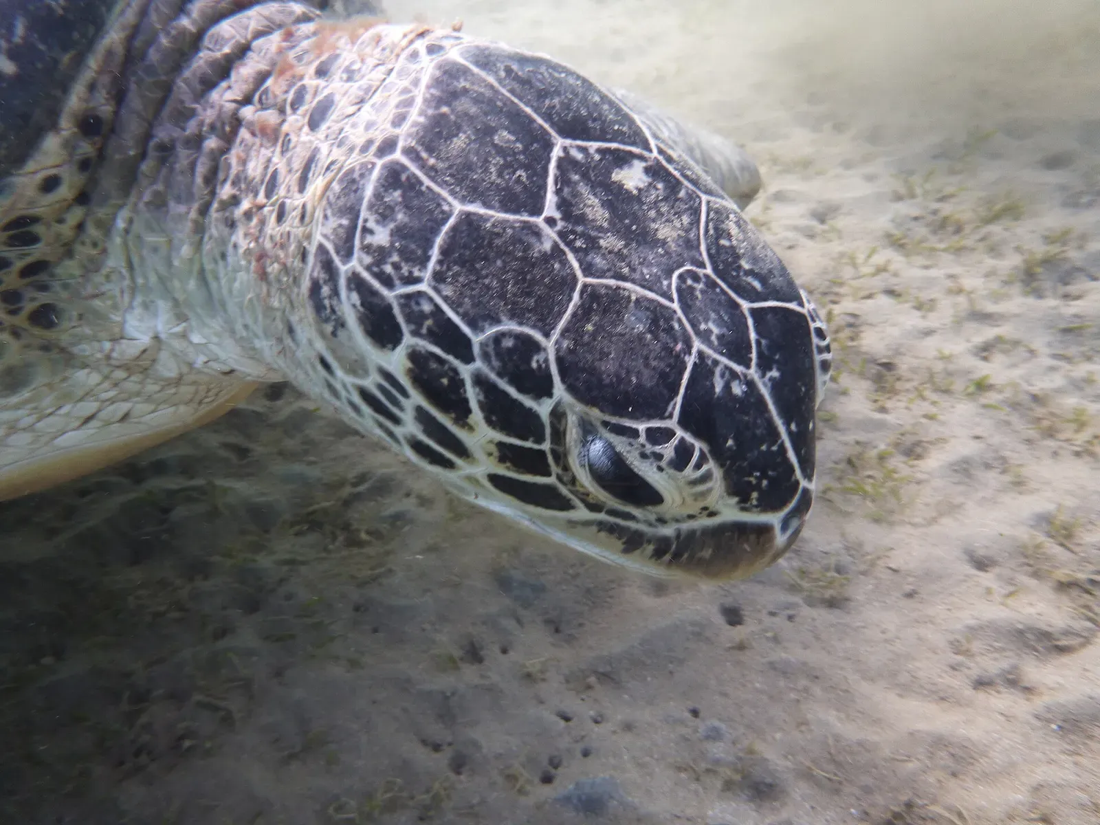 Green sea turtle gliding over the sandy bay at Marsa Abu Dabbab (locally Marsa Murena) — Abu Dabbab Bay, Marsa Alam