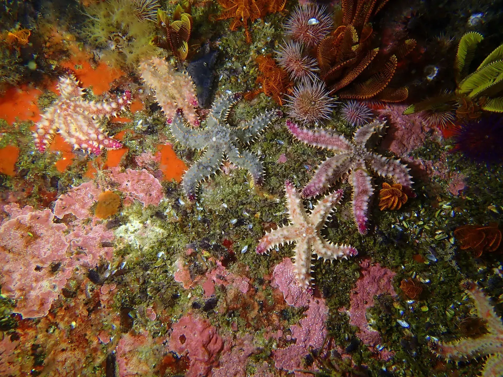 A cluster of spiny starfish in varied colors covers a rock encrusted with pink coralline algae — Cape Town.