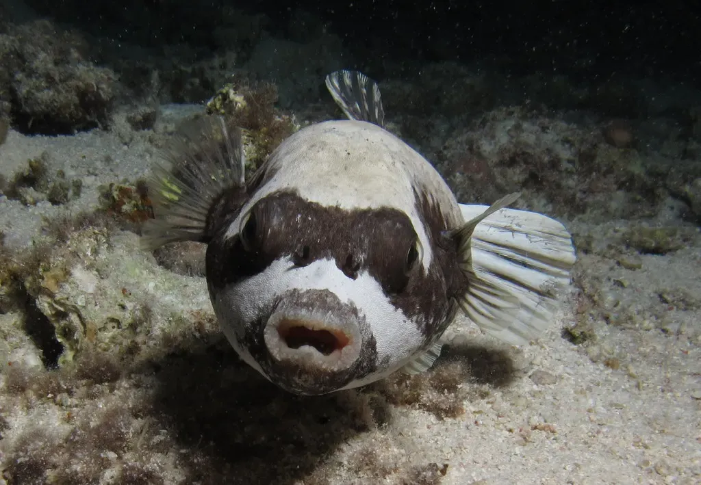 A masked puffer fish resting near coral at night.
