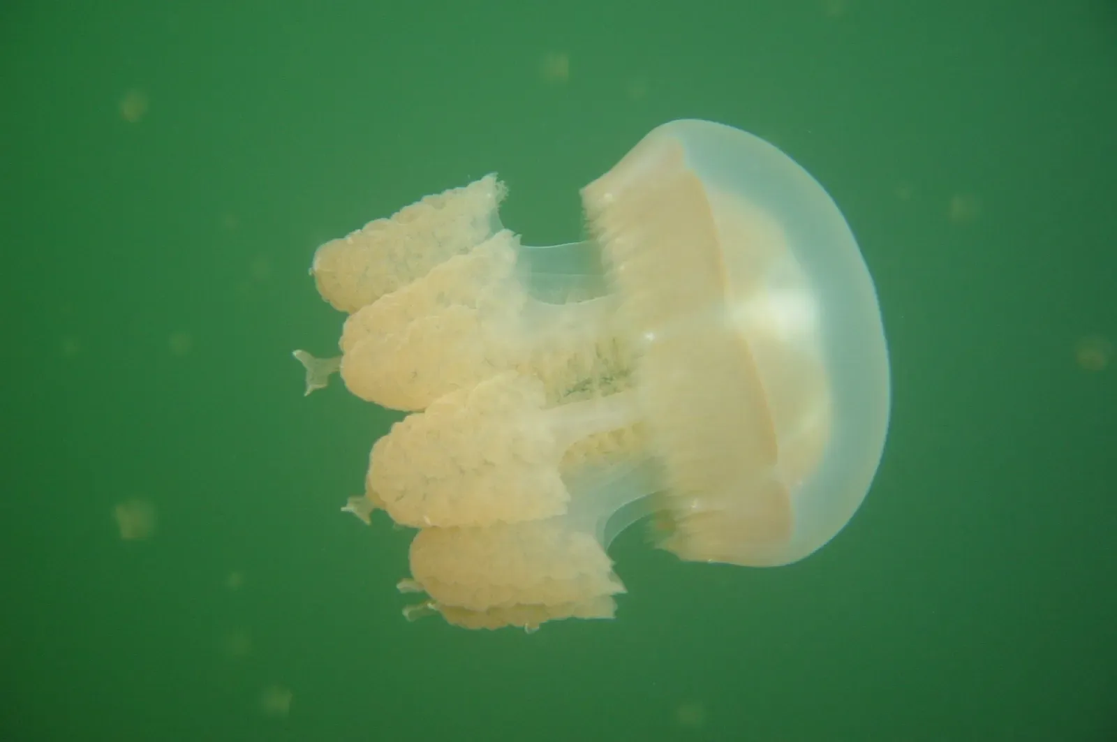 Side view of a golden jellyfish showing its clubbed oral arms — Jellyfish Lake, Palau.