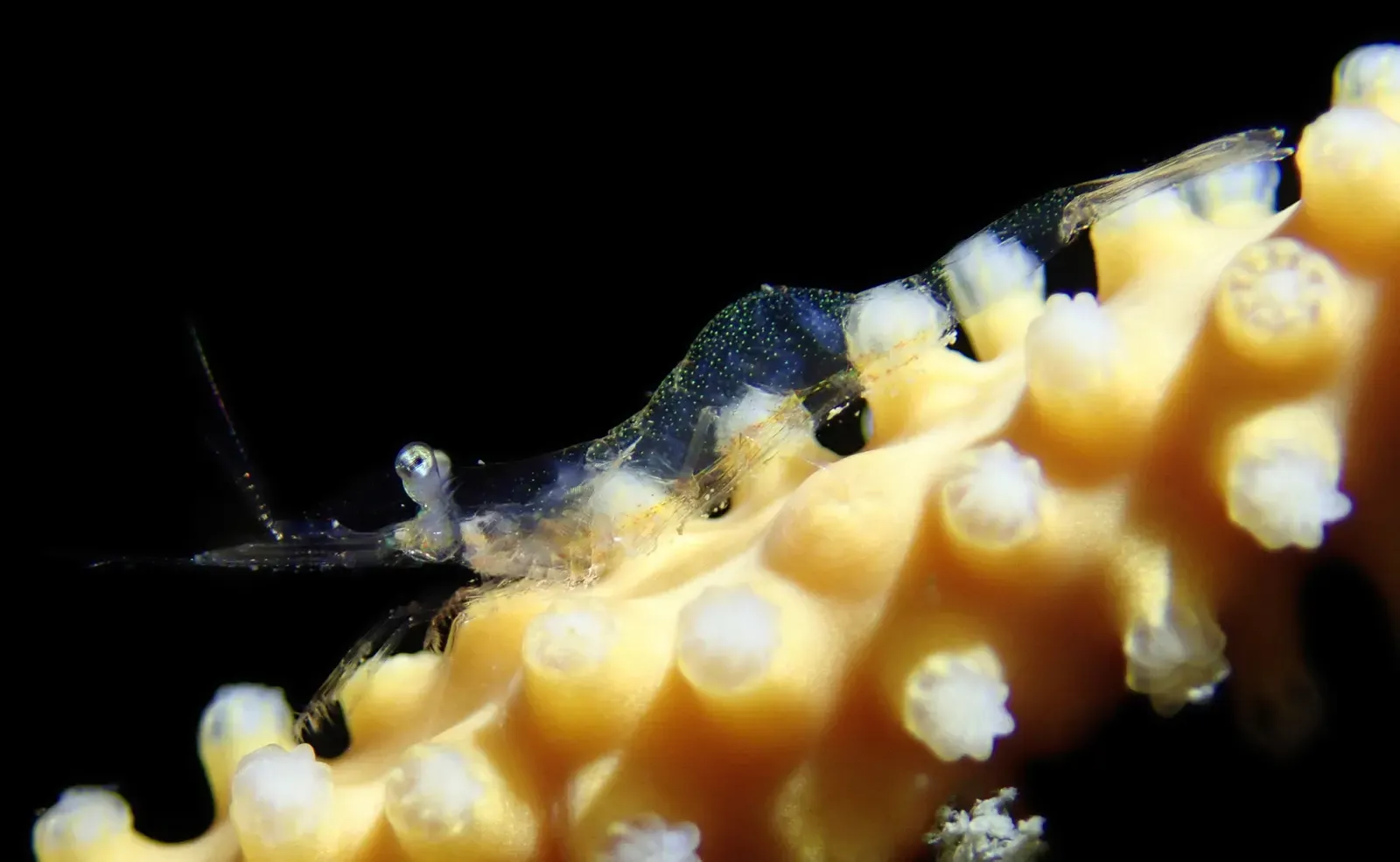 Translucent shrimp perched on the yellow polyps of a soft coral branch — Munseom, Jeju