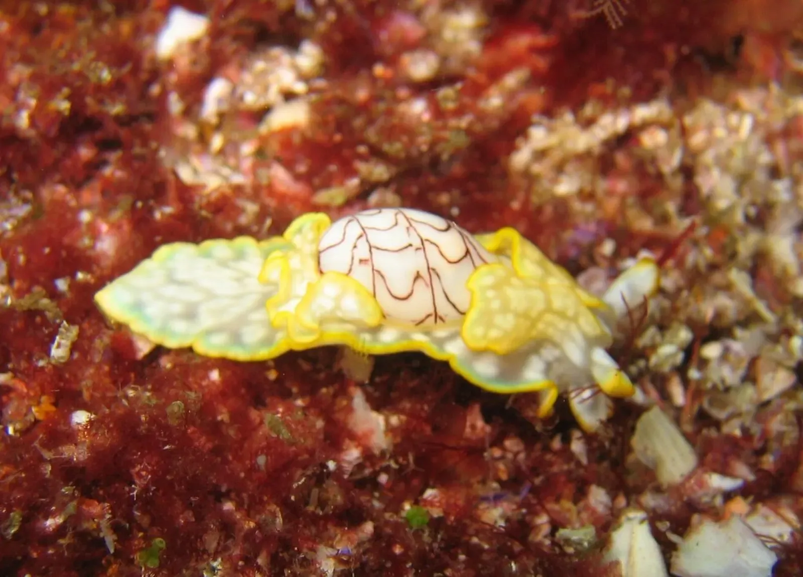 White and yellow scripted paper bubble shell on red encrusting algae — Fish Rock Cave, South West Rocks