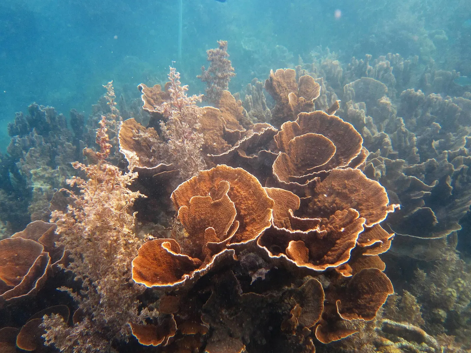 Macro view of brown plate and finger coral on Ningaloo Reef — Coral Bay.