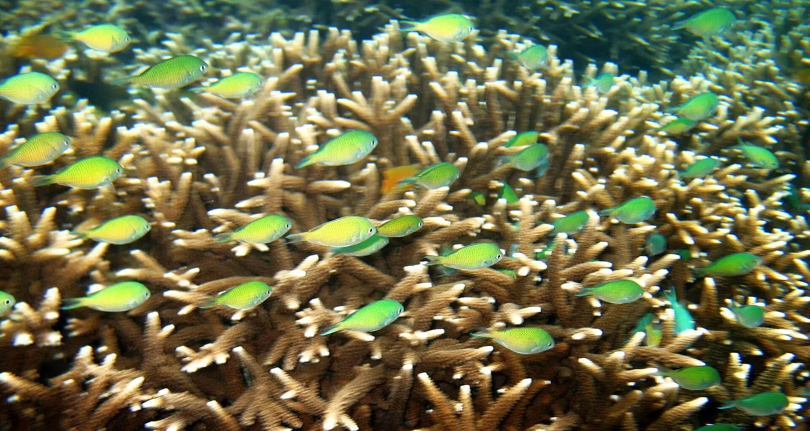 Close-up of a staghorn coral pillar with a school of green chromis over it — Sombrero Island, Anilao.