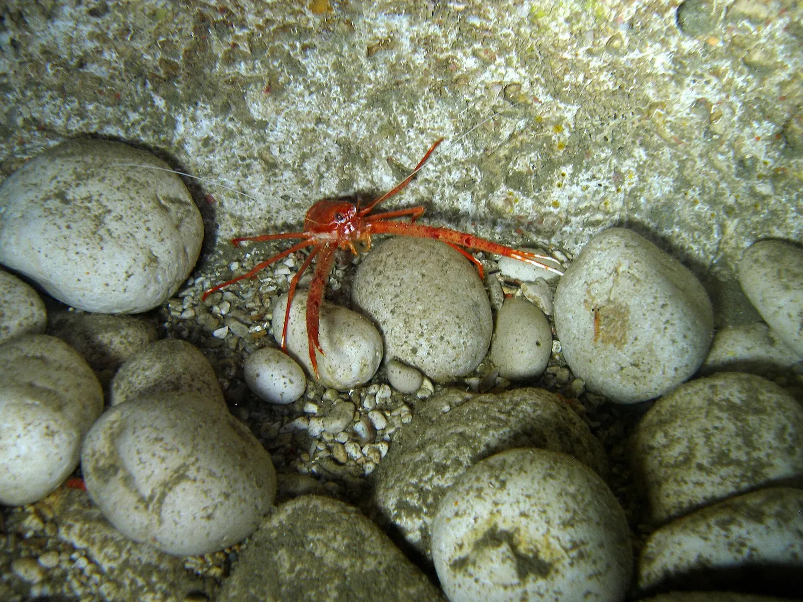 A red squat lobster among rounded cobbles on the cave floor, seen from further back — Grotta di Nereo, Capo Caccia.