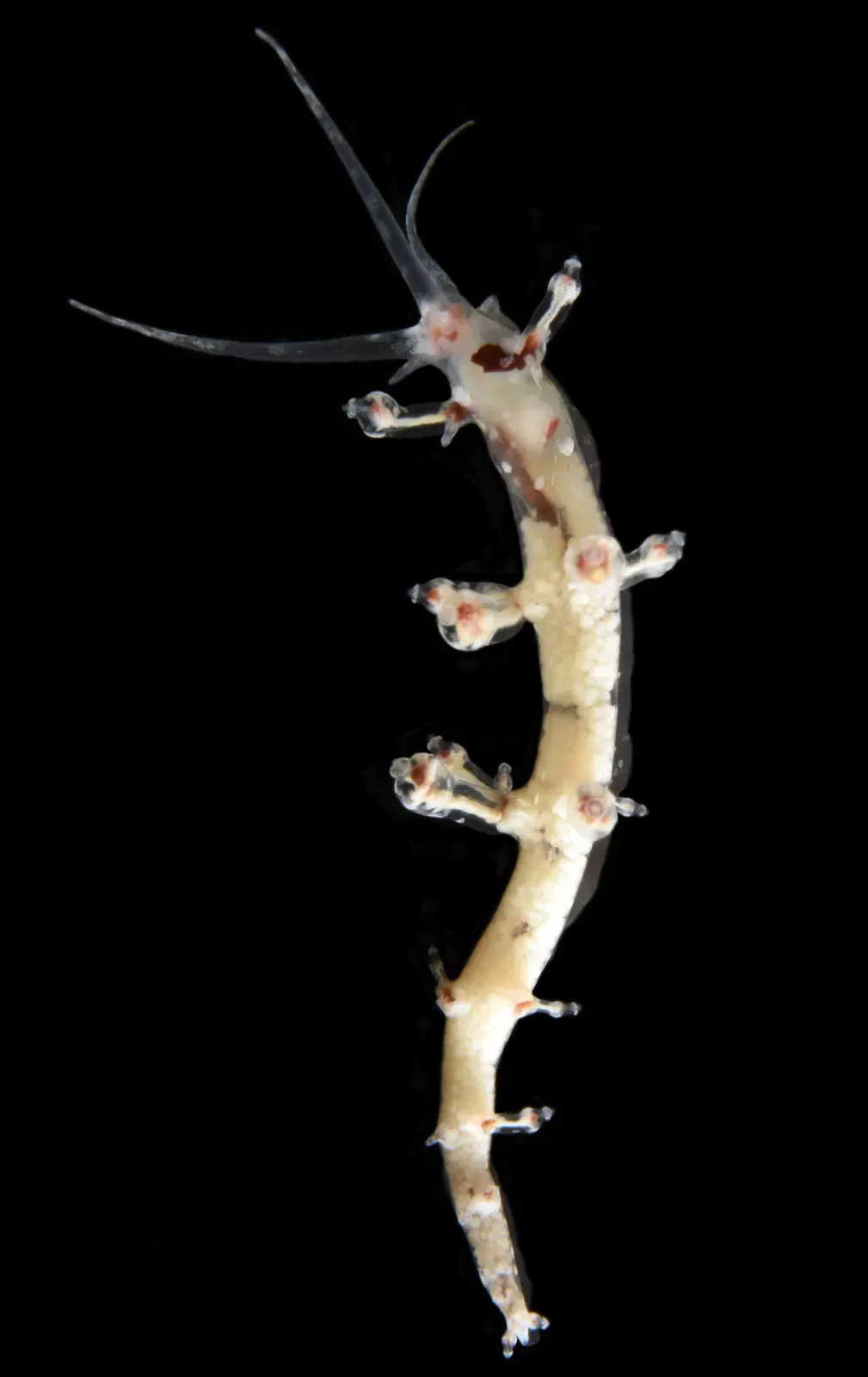 Pale nudibranch with long tapering horns crawling across a dark seafloor — Izu Peninsula