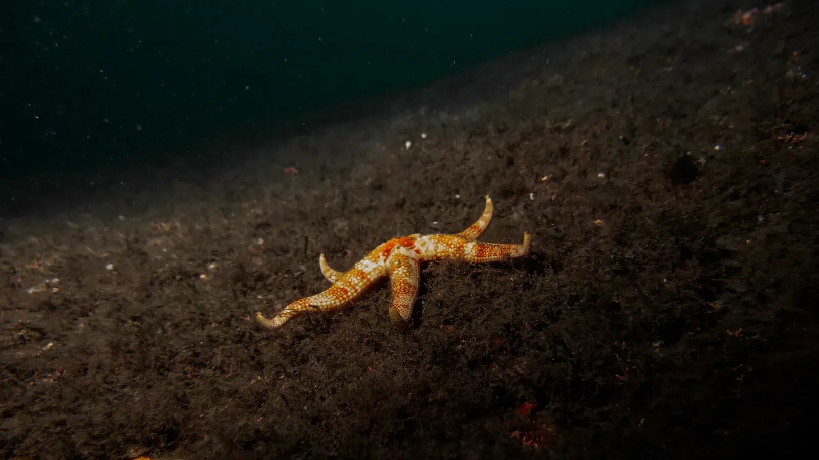 Orange sea star resting on a dark, current-swept reef slope — Laje de Santos