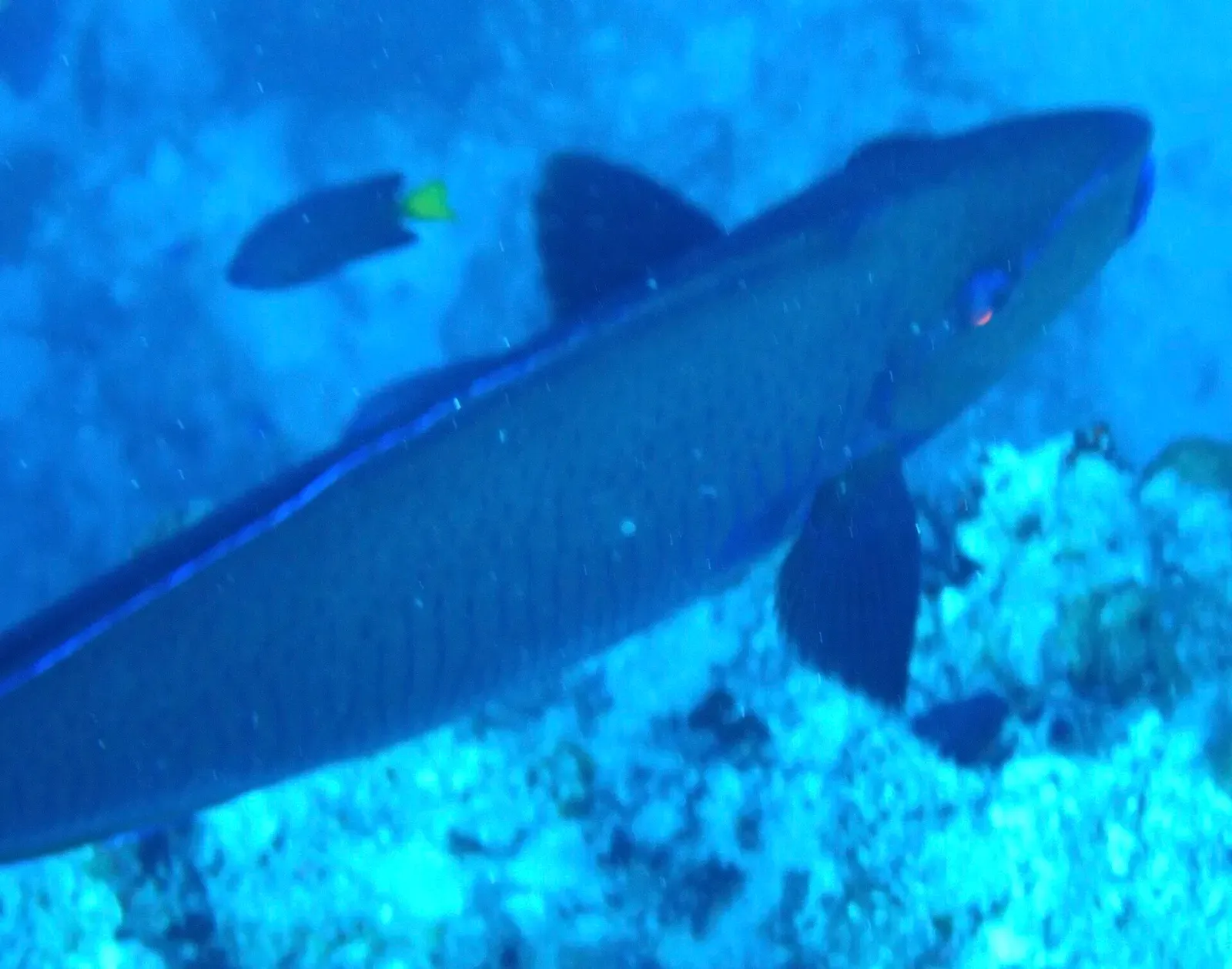 A bignose unicornfish swims over the reef in open blue water — Maaya Thila, Ari & Rasdhoo Atolls.