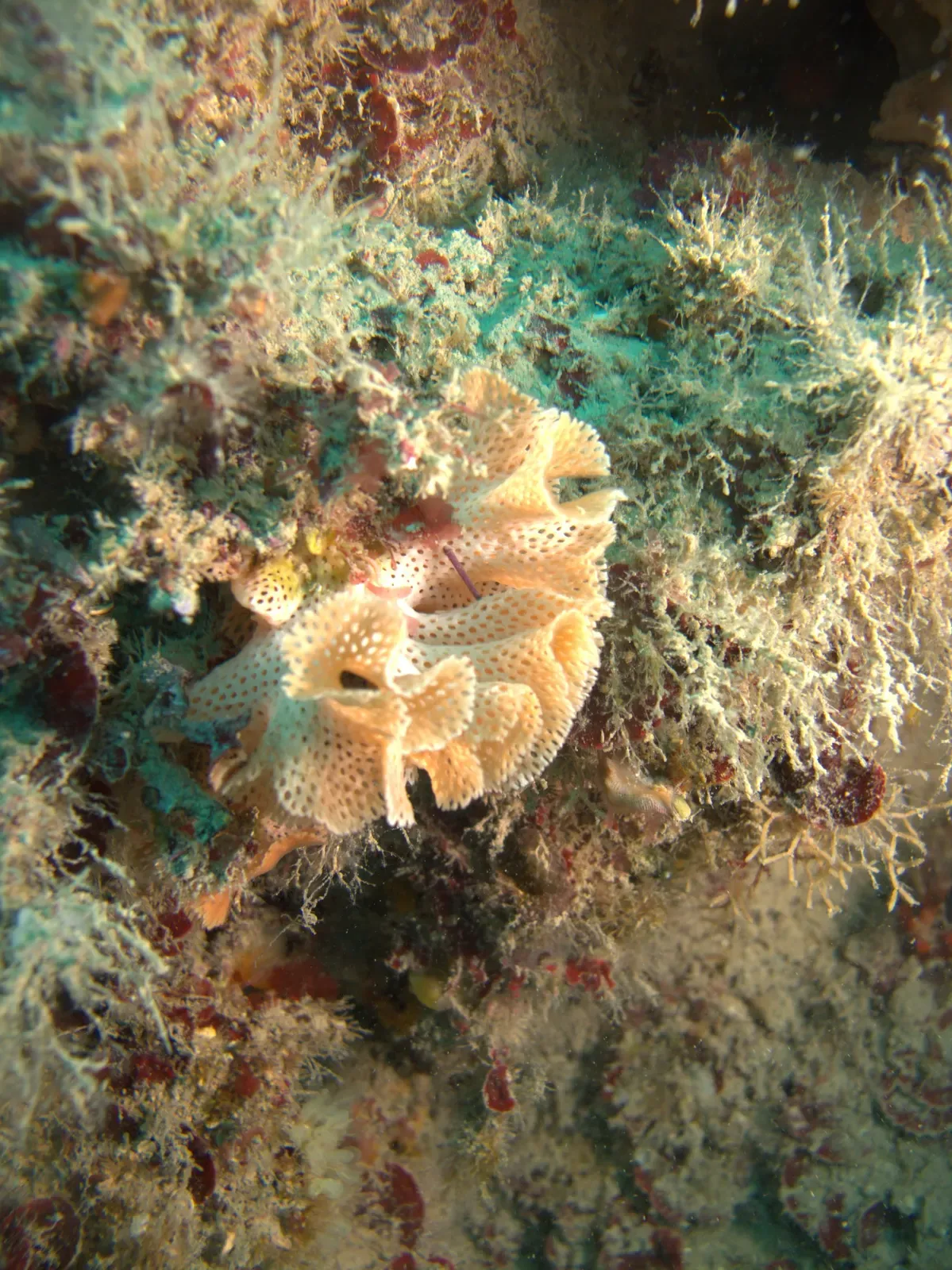Pale lace-like Neptune bryozoan colony on an algae-covered rock face — Cabo de Palos