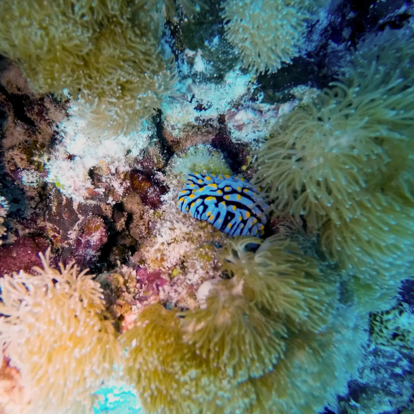 Blue-striped nudibranch on the reef off Zanzibar — Wattabomi