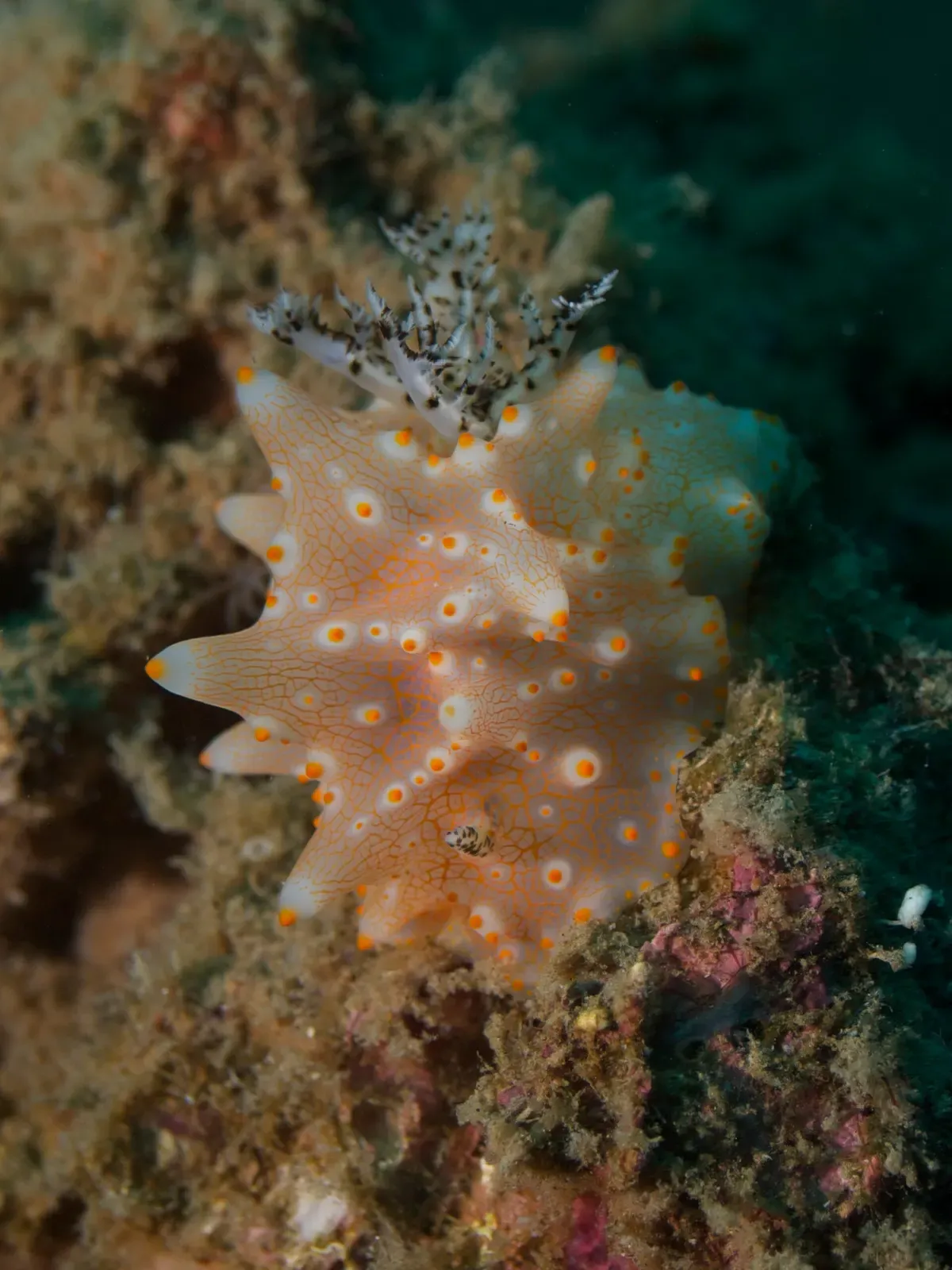 An orange-spotted white Halgerda nudibranch with a feathery gill tuft crawls over encrusting growth — Lipayo Point, Dauin.
