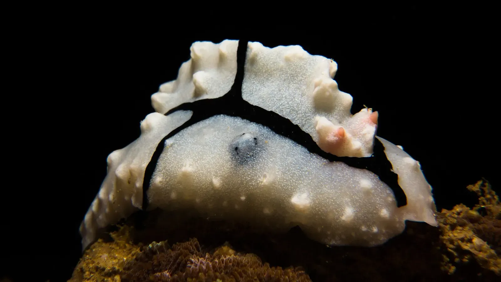 White nudibranch with black-lined mantle and orange rhinophores on the reef — Kirby's Rock, Anilao.