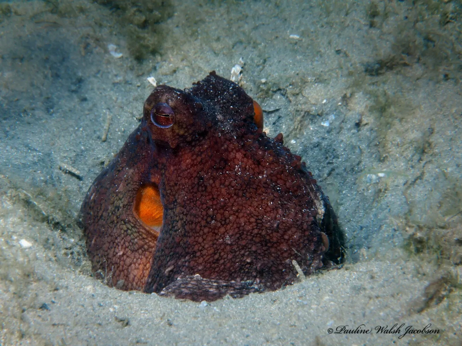 An octopus emerging head-first from a hole in the sandy bottom — East Bridge Span, Blue Heron Bridge