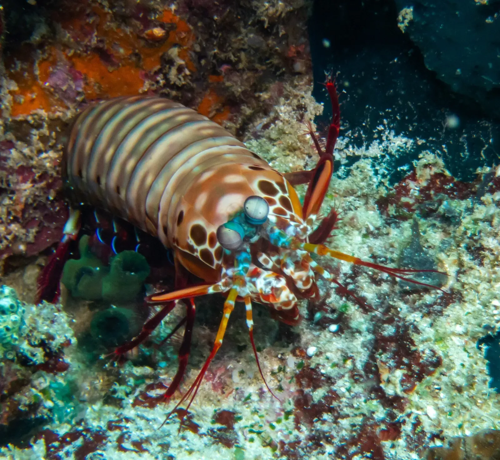 Peacock mantis shrimp with vivid orange banding peering out from a reef crevice — Menjangan