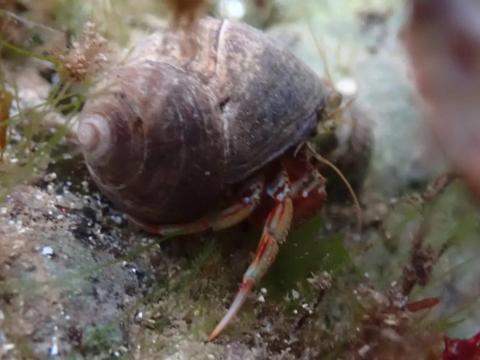 A hermit crab with red legs and long antennae inside a dark spiral whelk shell — Anglesey