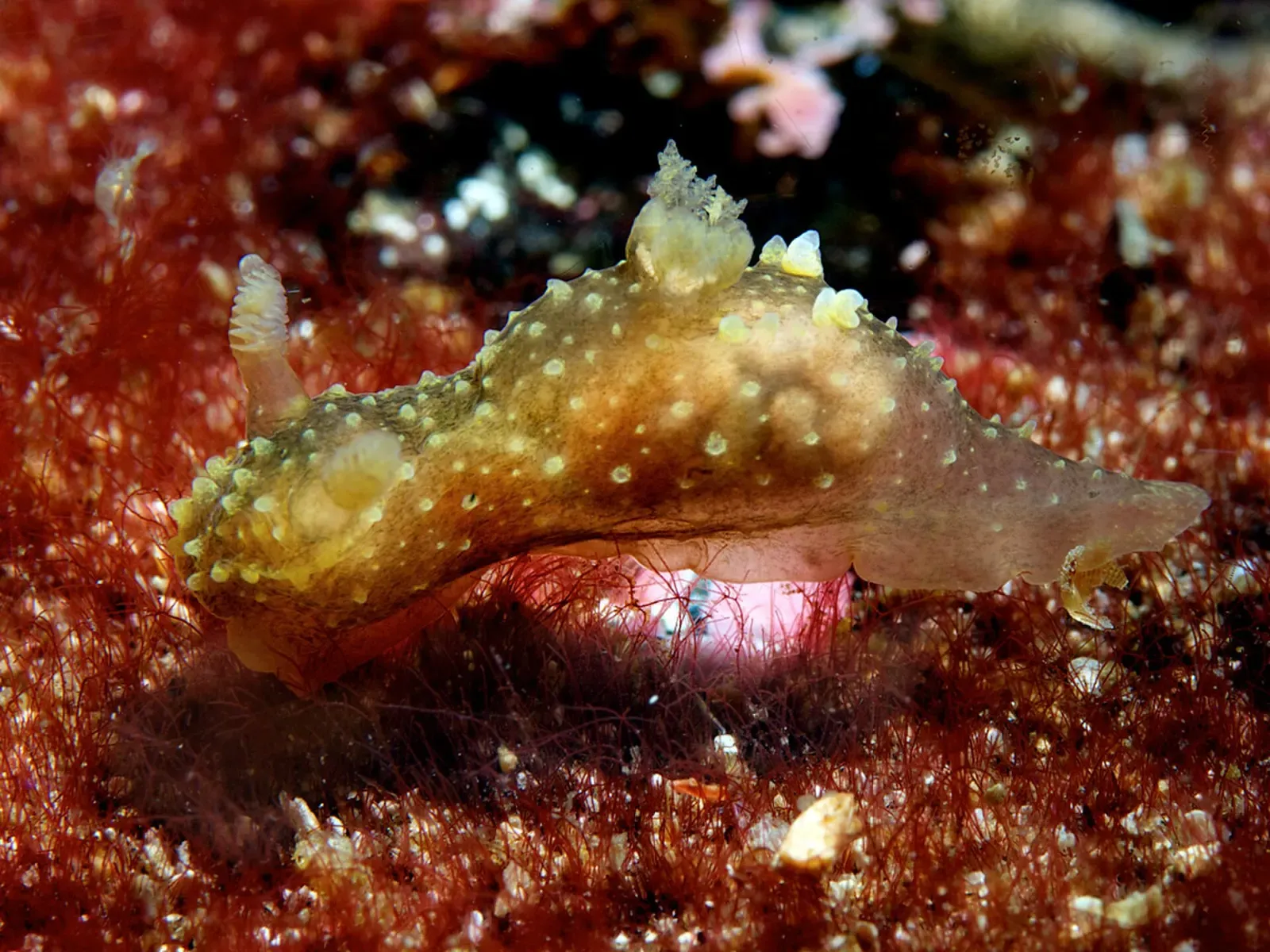 A small yellow-brown nudibranch covered in pale bumps crawls over a red encrusted surface — Gulen & the Sognefjord
