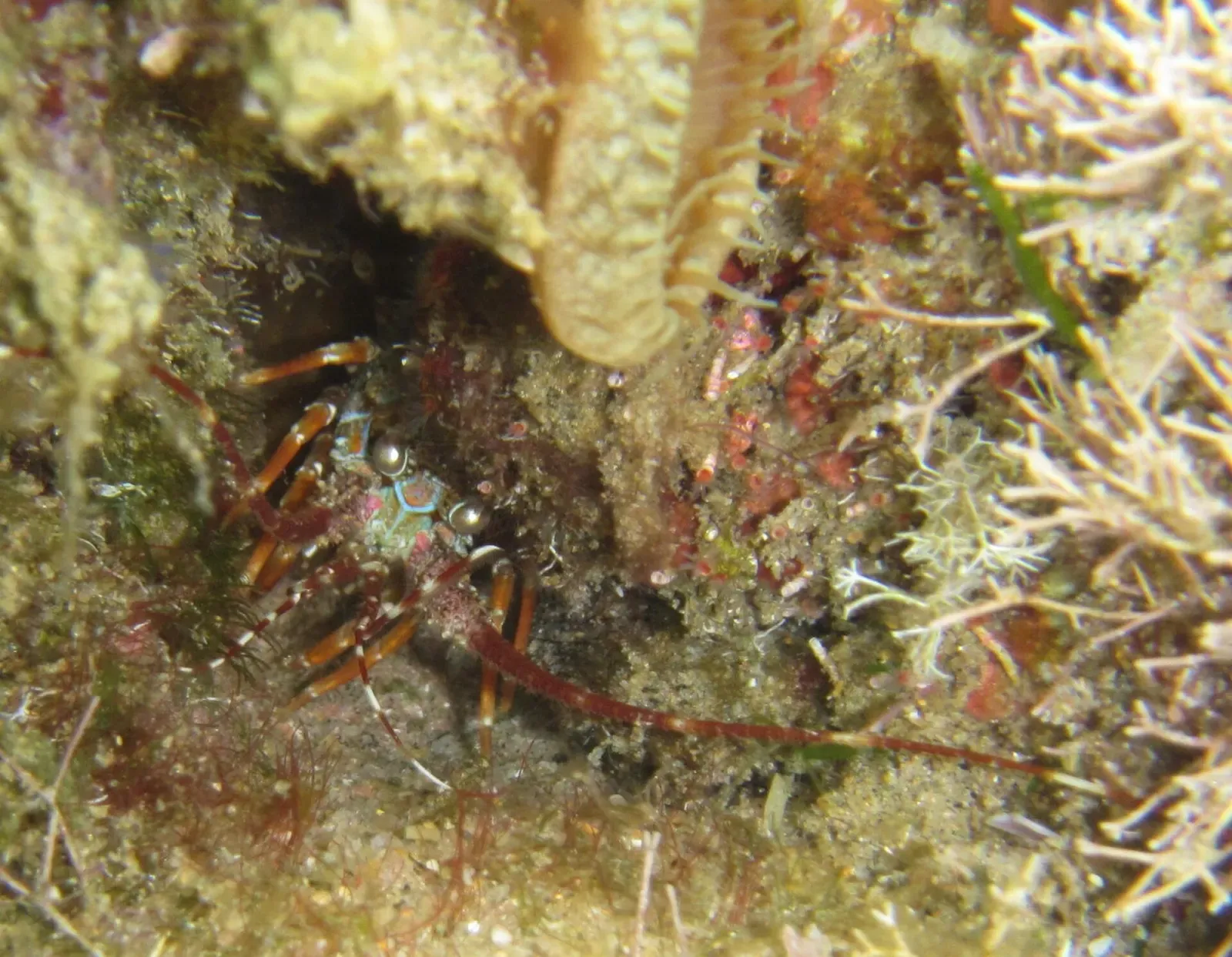 East coast rock lobster tucked under a ledge — Quarter Mile Reef, Sodwana Bay