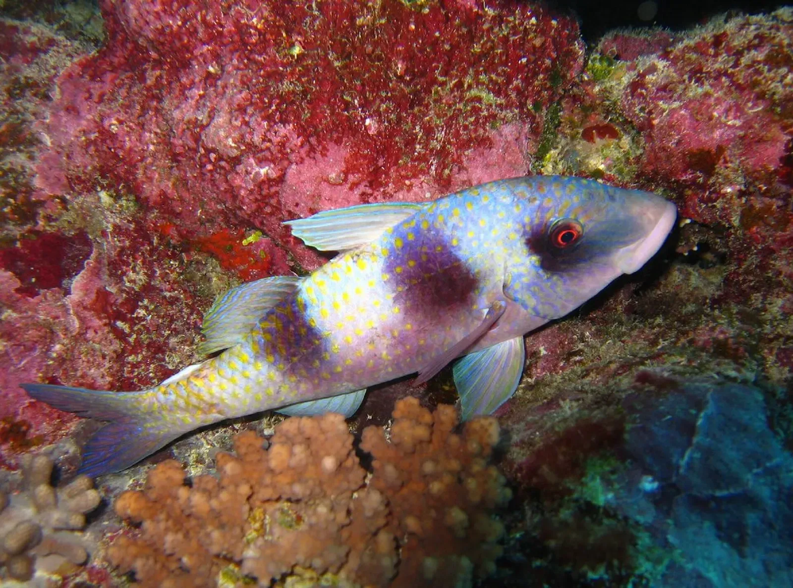 A double-bar goatfish resting against coral on the reef at North Horn — Osprey Reef.