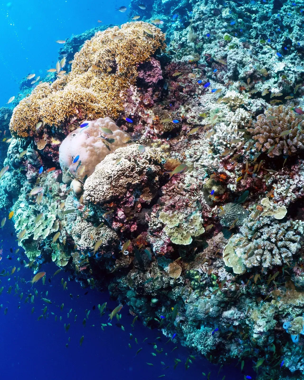 Close-up of hard coral and reef fish on Pescador Island's wall — Moalboal.