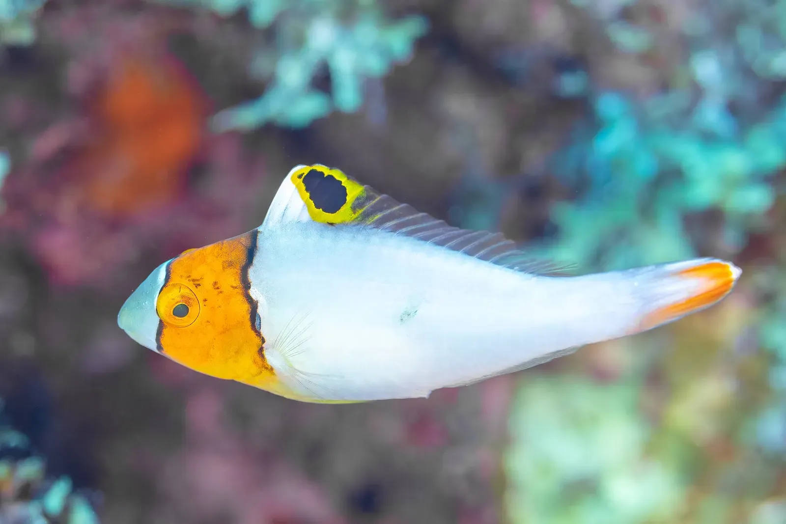 Small white juvenile parrotfish with an orange head and a black-spotted yellow dorsal fin against soft coral — Nosy Be