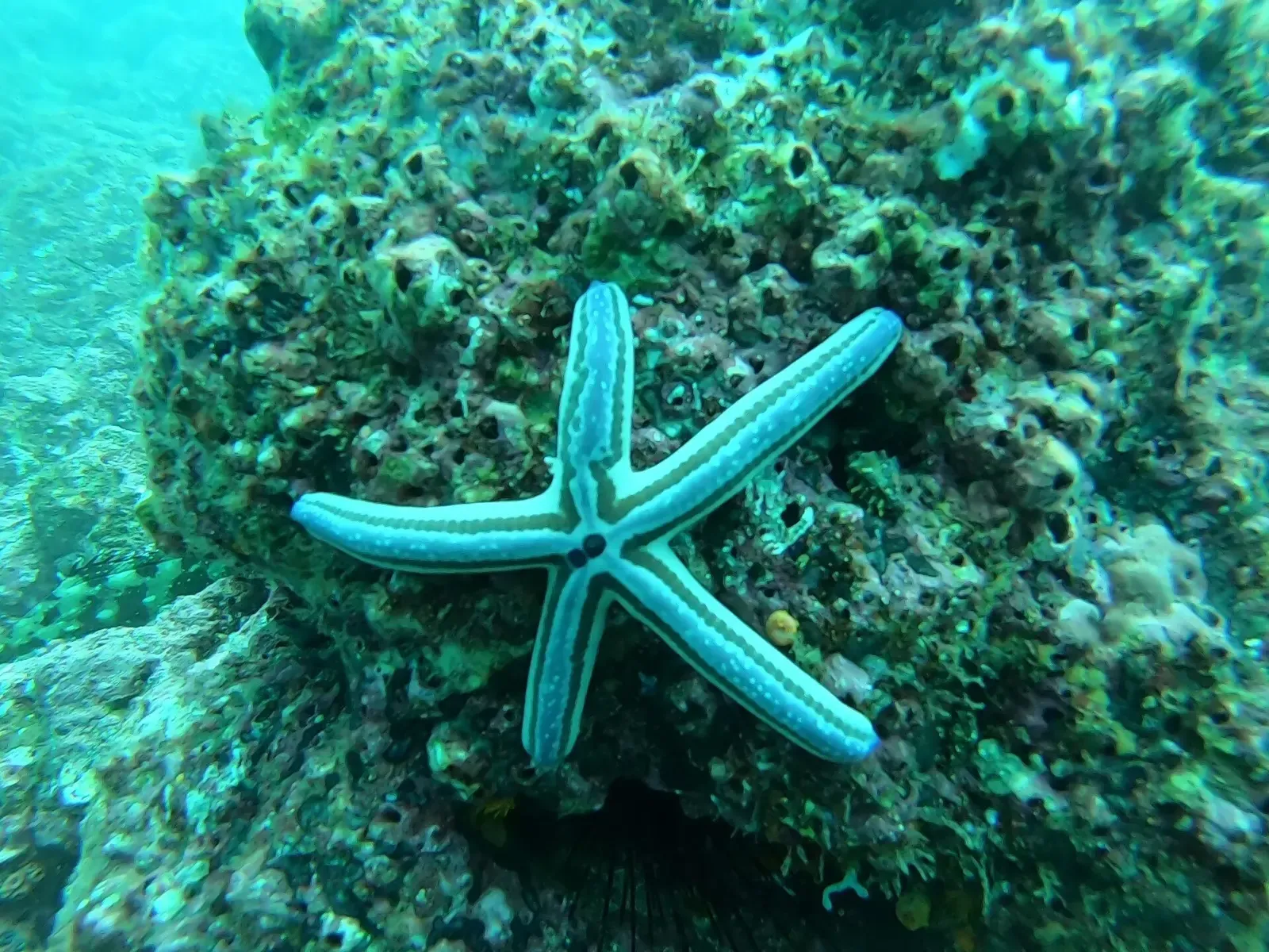 A blue sea star clings to an encrusted boulder in clear water — Isla de la Plata.