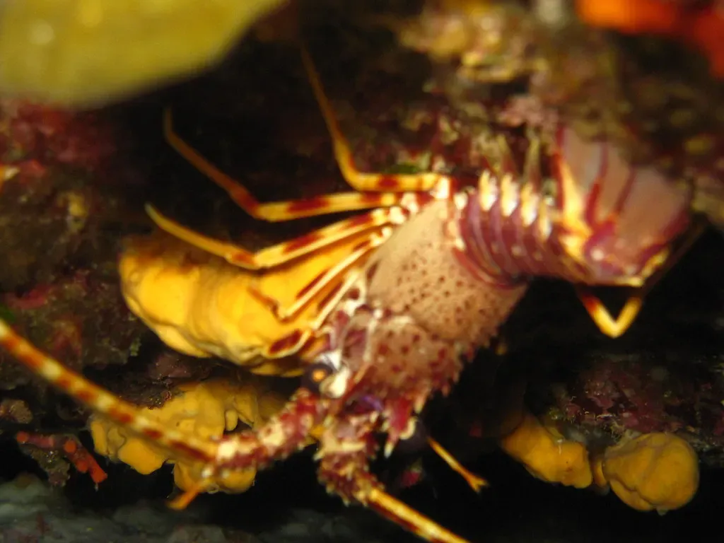 Spiny lobster with banded antennae sheltering beneath a rocky overhang — Crete
