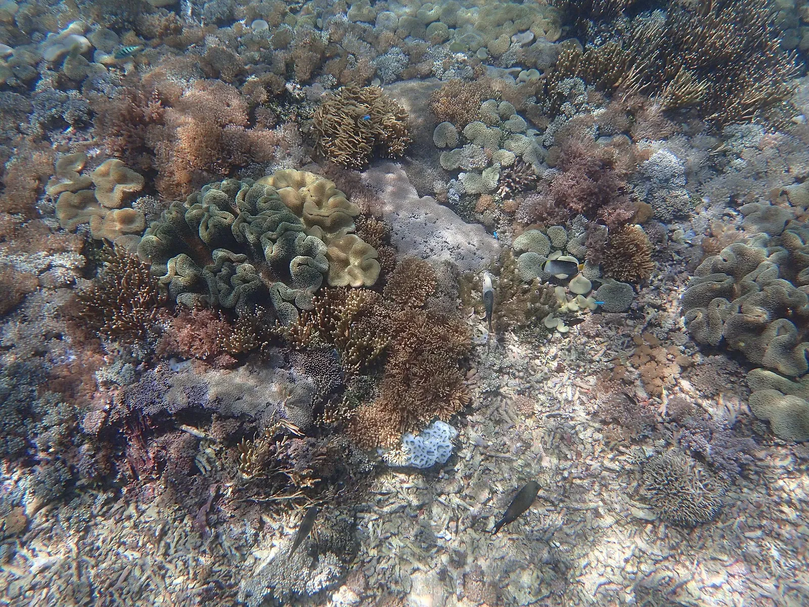 Butterflyfish weave through a dense mound of hard and soft corals on a shallow reef — Komodo.