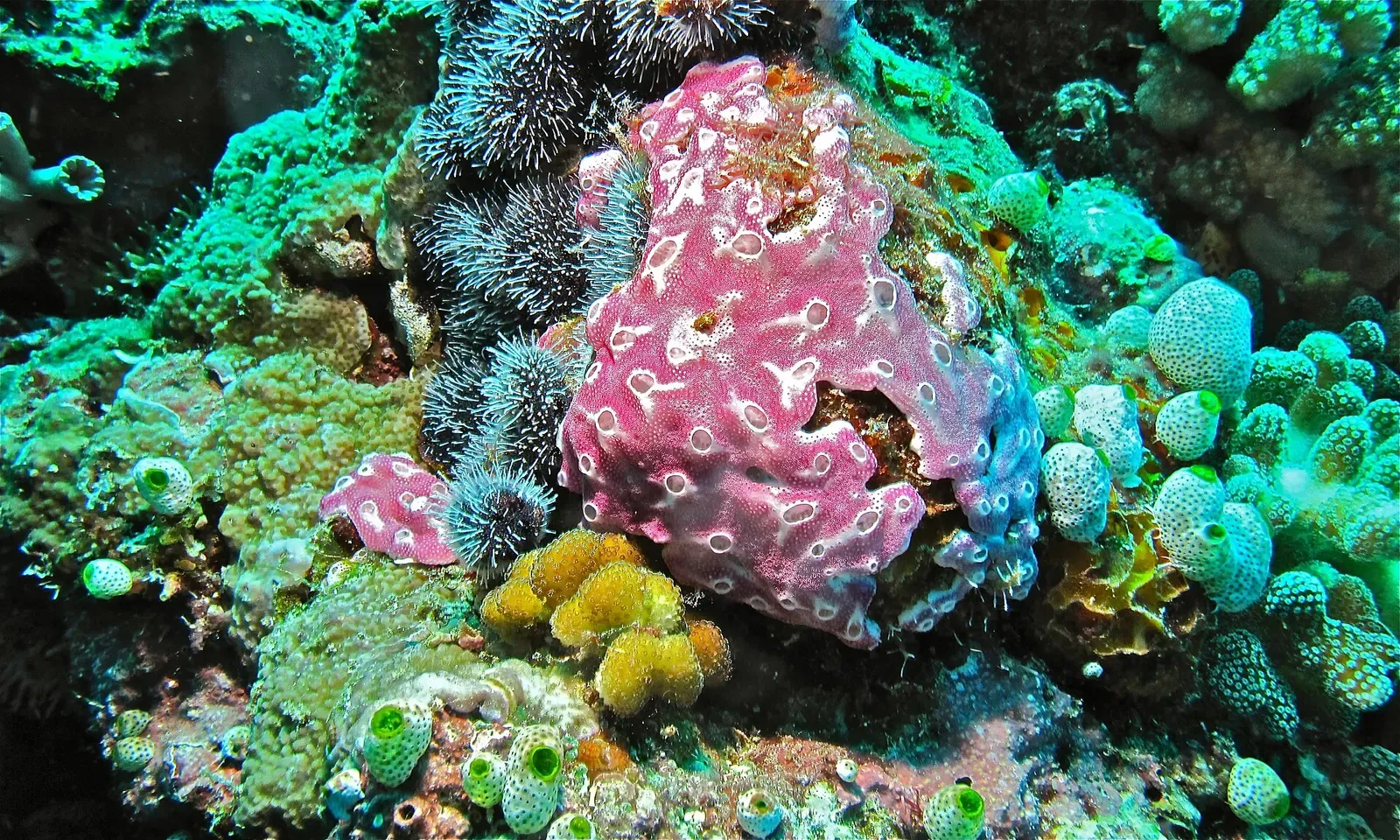 Pink tunicate colony and black sea urchin on the reef at Mike's Point — Bunaken