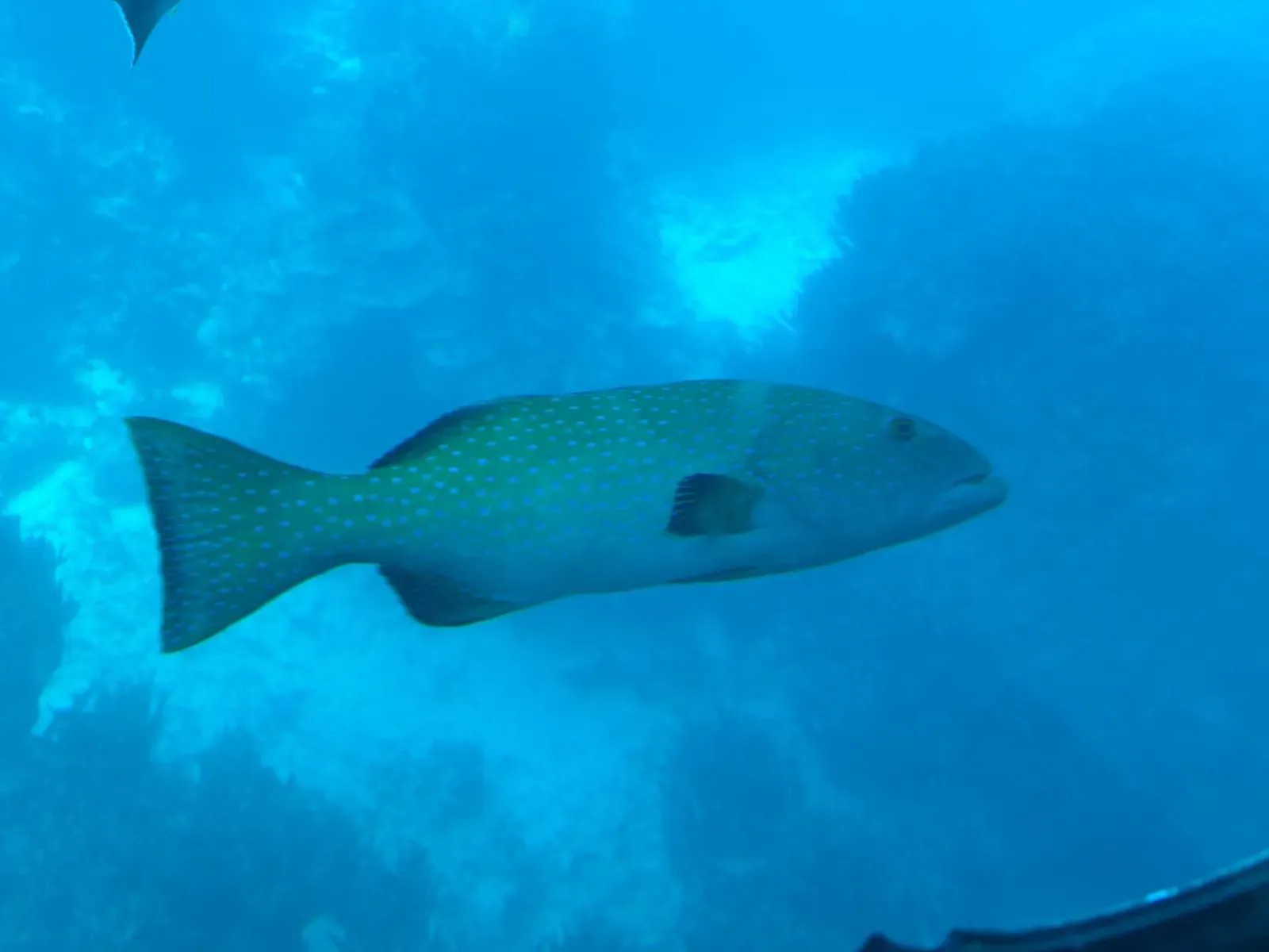 A spotted coral grouper swims over the reef in blue water — Piti Bomb Holes, Guam