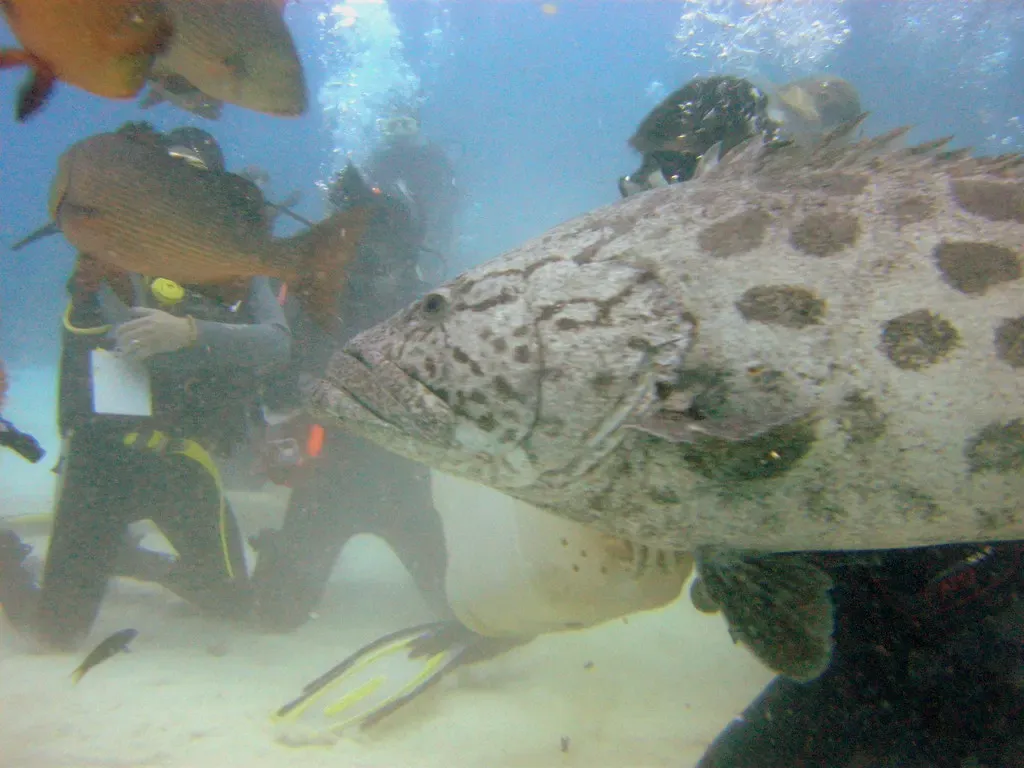 Group of divers gathered around a potato cod with fish overhead — Cod Hole, Great Barrier Reef