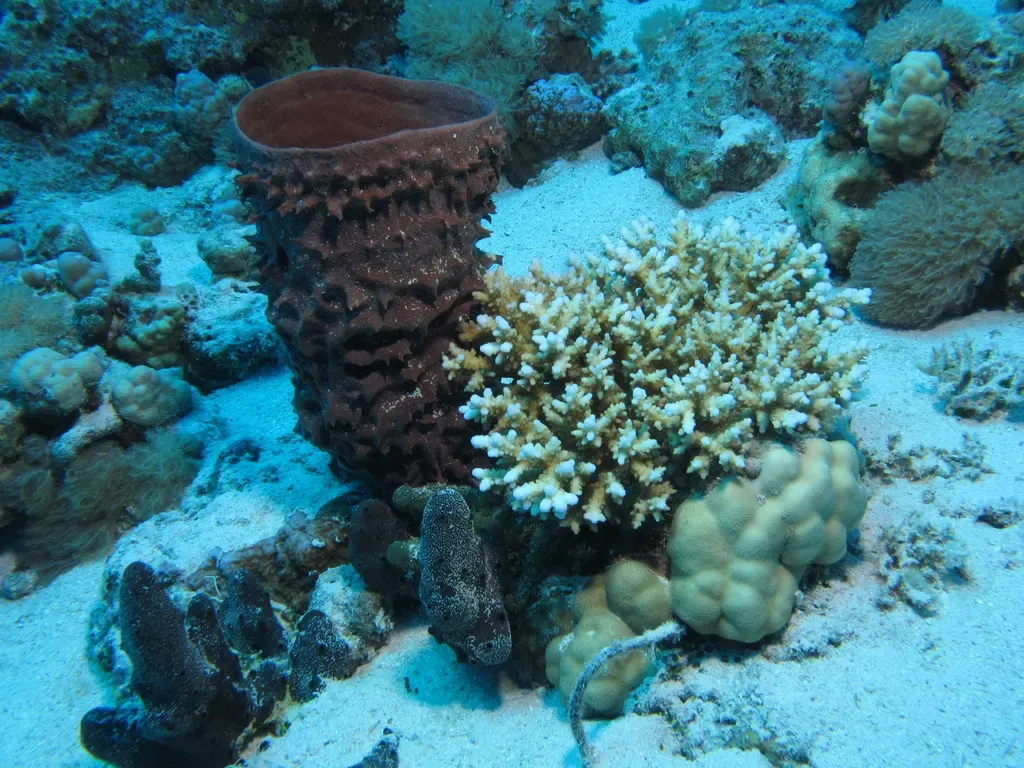 Purple prickly tube sponge beside hard coral on the reef slope — Dangerous Reef, St John's Reefs