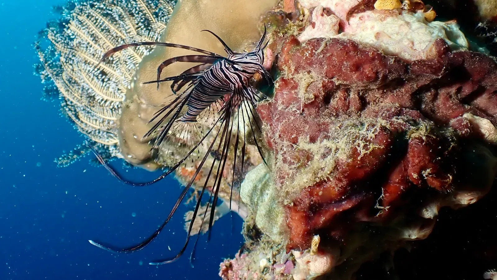 A common lionfish rests beside a barrel sponge on a reef in the Philippines — Southern Leyte.