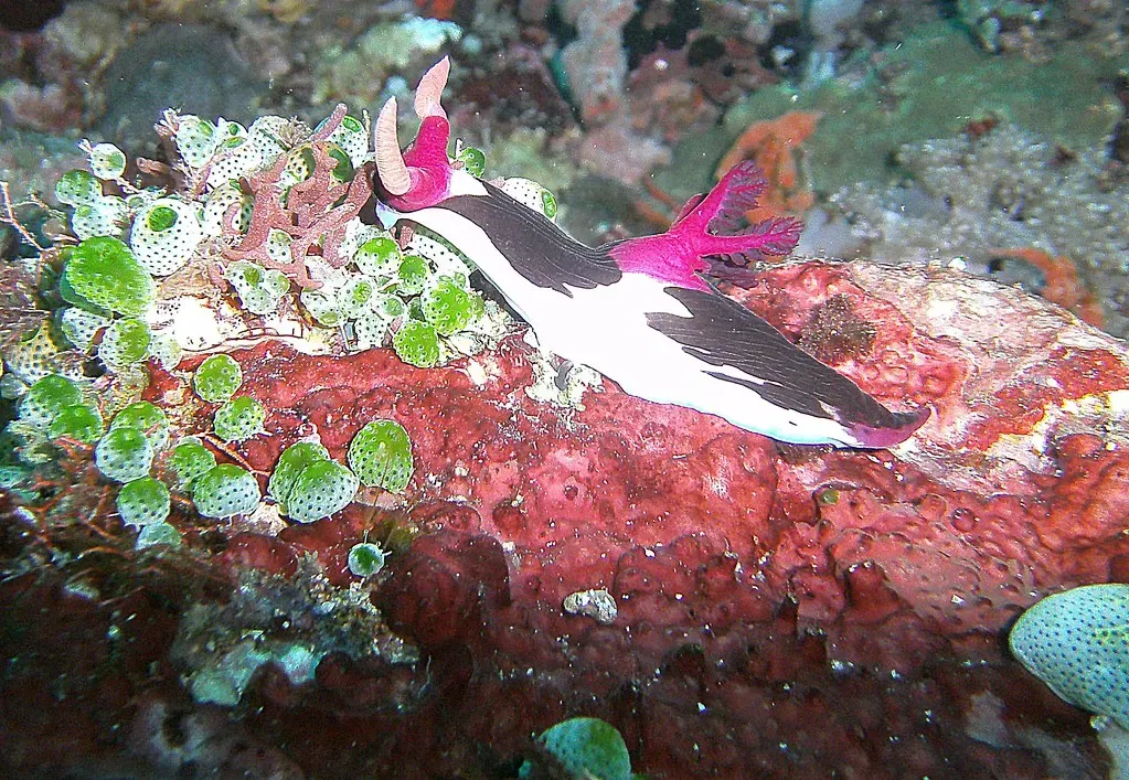 A black-and-white nudibranch with bright pink gill plumes rests on a red sponge at Verde Island — Puerto Galera.
