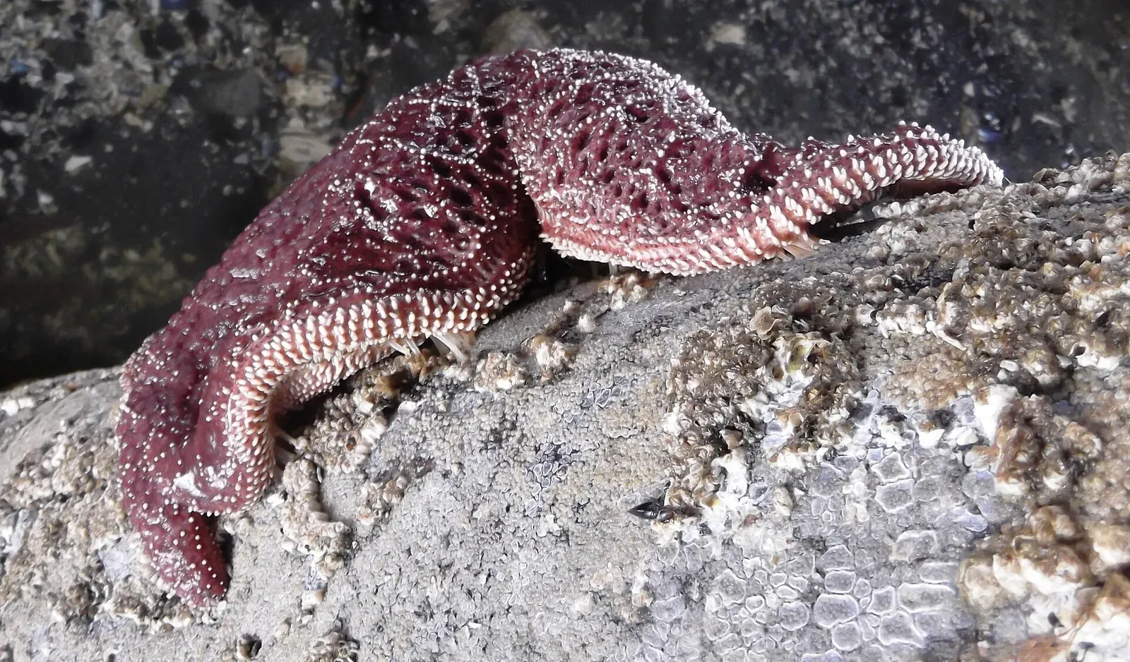 A purple ochre sea star spans a cluster of barnacles on an underwater piling — Edmonds Underwater Park, Puget Sound.