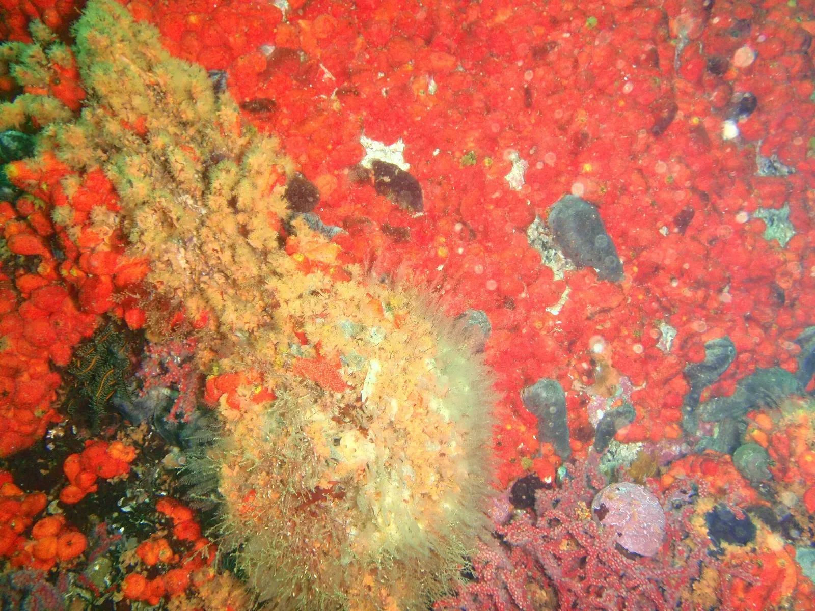 Red-chested sea cucumbers clustered on encrusting reef growth — Photographer's Reef, Cape Town