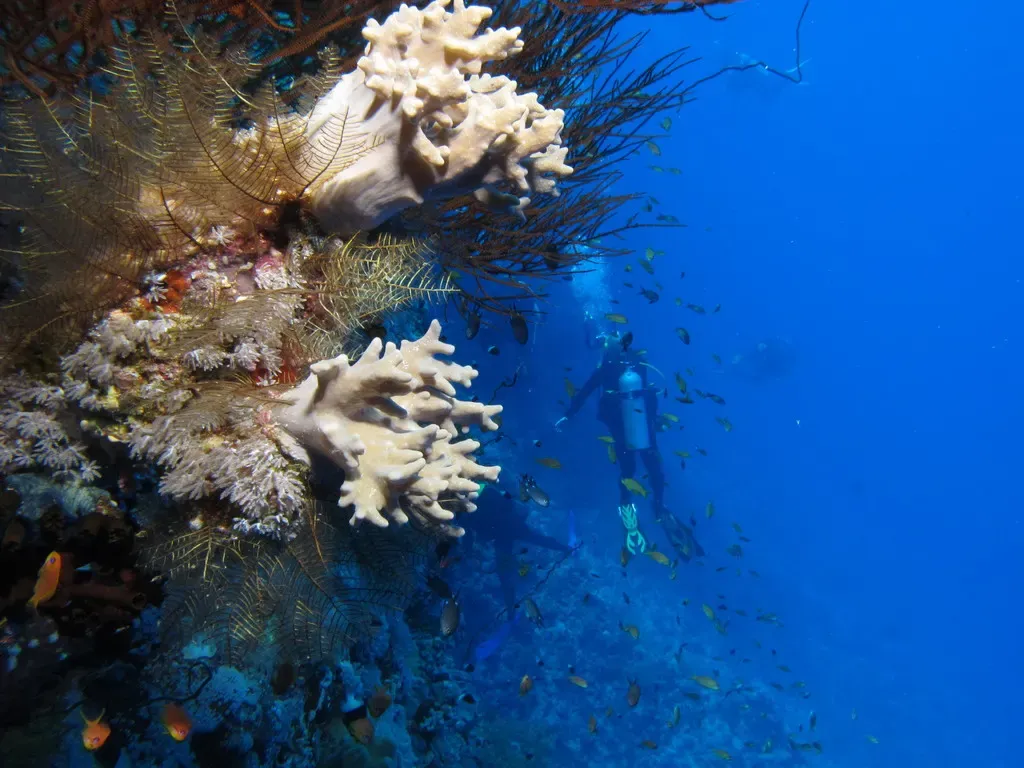 Divers swimming along a steep coral-covered reef wall — Gota Kebir, St John's Reefs